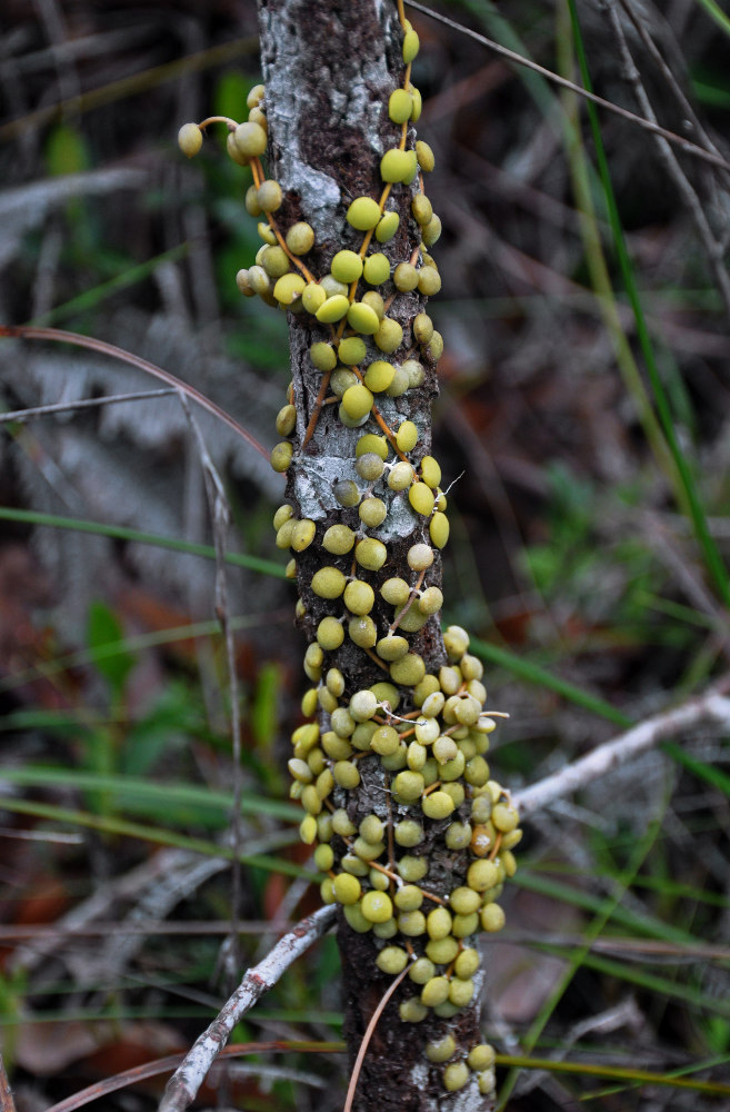 Image of Dischidia nummularia specimen.