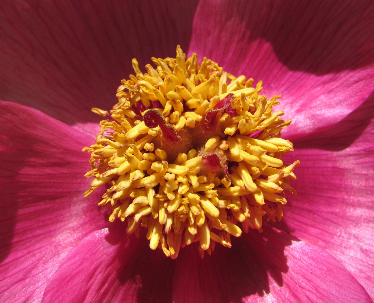 Изображение особи Paeonia caucasica.