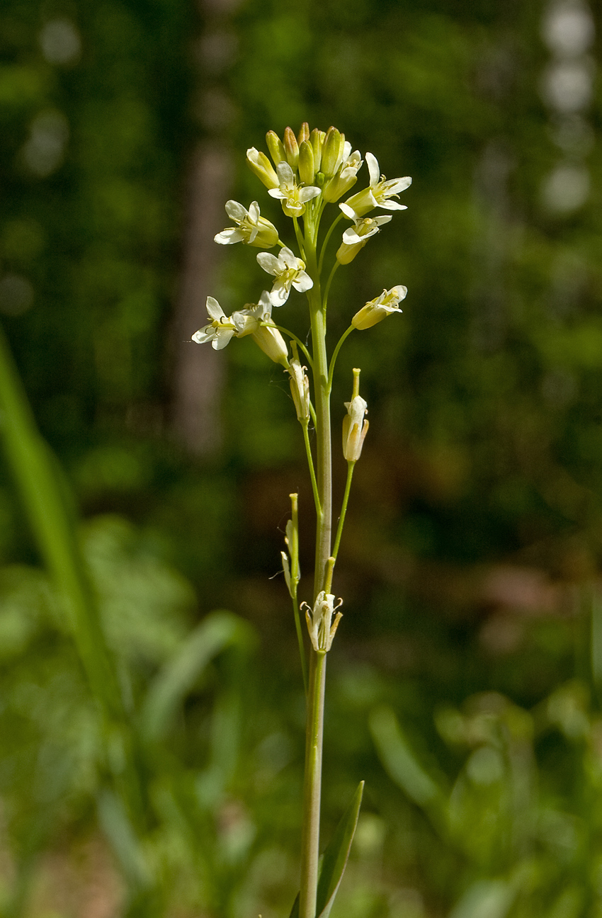 Изображение особи Turritis glabra.