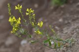 Linaria genistifolia. Цветущее растение. Карачаево-Черкесия, Зеленчукский р-н, окр. пос. Архыз, долина р. Большая Дукка, ≈ 1900 м н.у.м., внешний земляной откос грунтовой дороги. 03.08.2018.