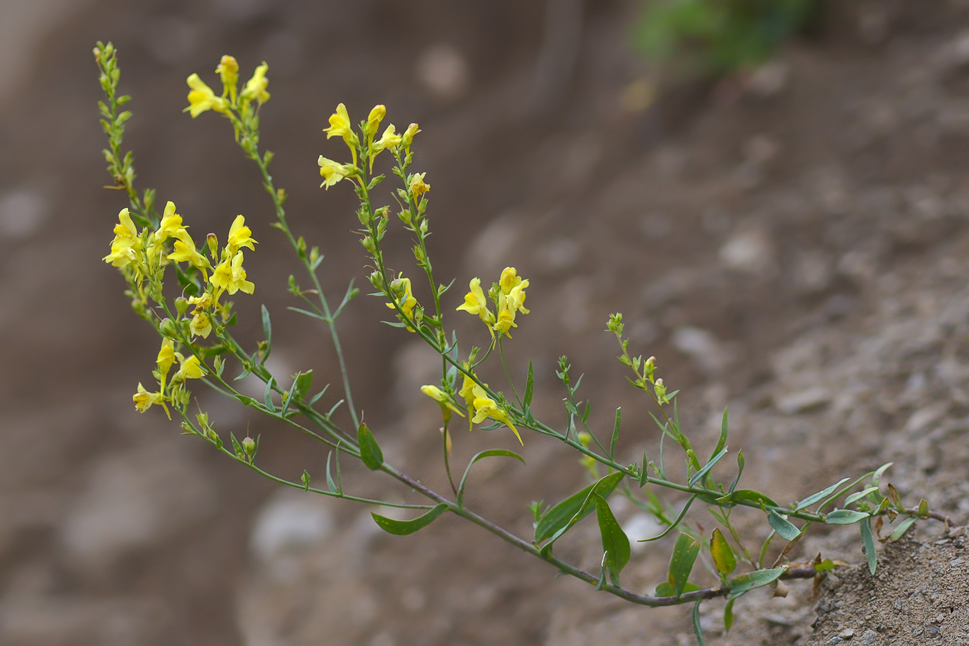 Изображение особи Linaria genistifolia.