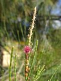 Casuarina equisetifolia