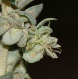 Atriplex nummularia