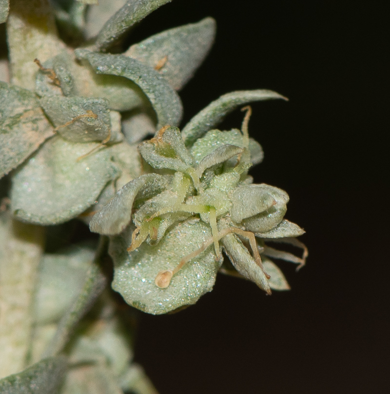 Изображение особи Atriplex nummularia.