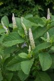 Phytolacca acinosa. Верхушки расцветающих растений. Кировская обл., г. Киров, Ботанический сад Вятского государственного университета, в культуре. 07.07.2018.