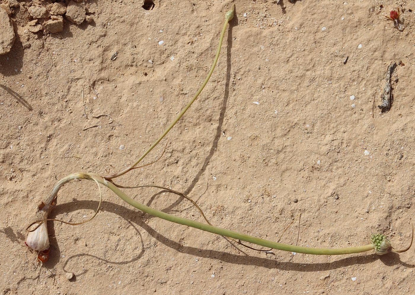 Изображение особи Allium mareoticum.