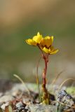 Saxifraga flagellaris