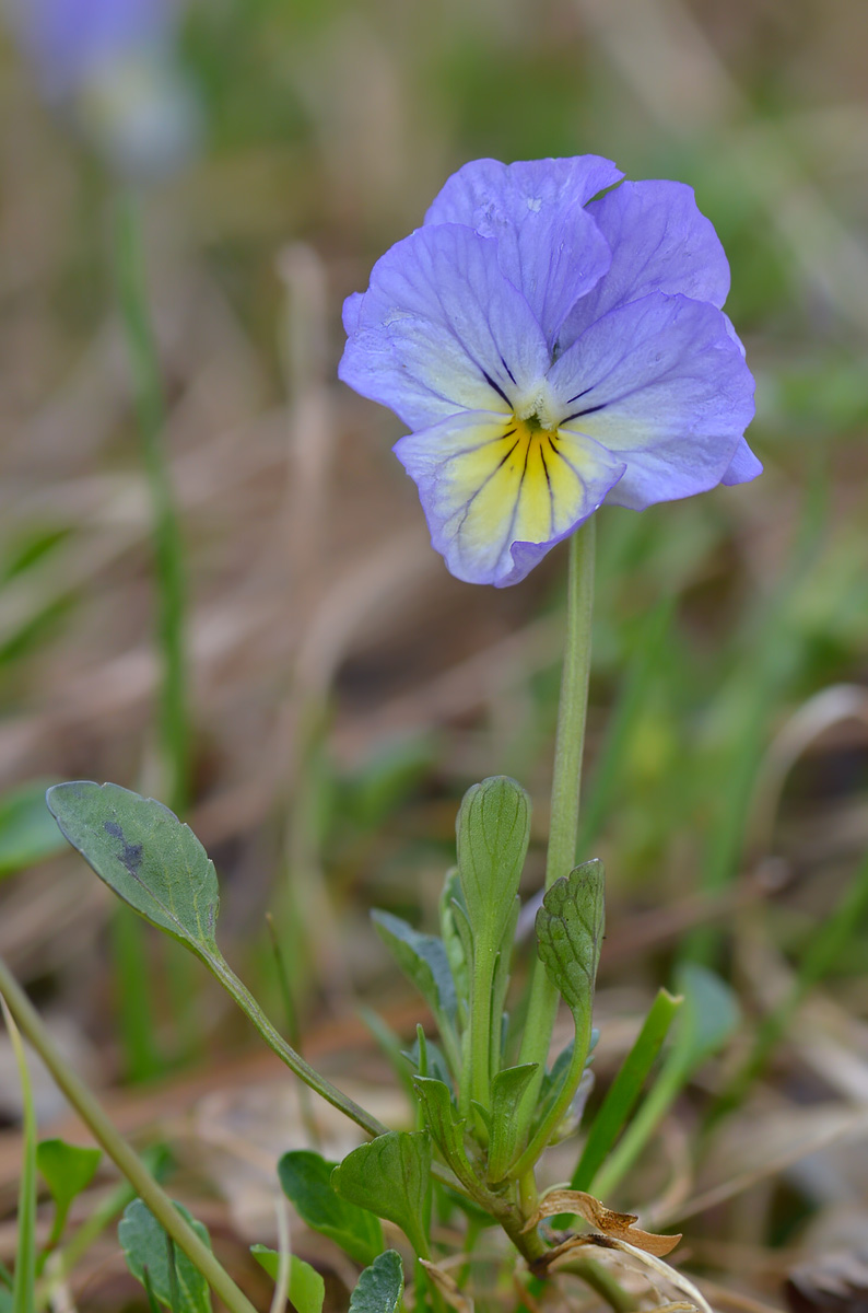 Изображение особи Viola oreades.