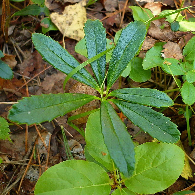 Изображение особи Chimaphila umbellata.