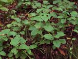 Schisandra chinensis