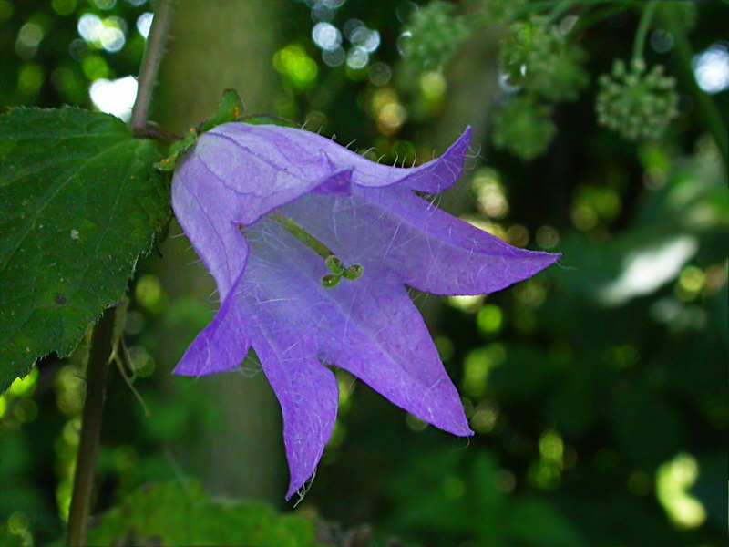 Изображение особи Campanula trachelium.