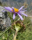 Aster alpinus. Верхушки побегов с цветущим и отцветшим соцветиями. Кабардино-Балкария, Черекский р-н, Кабардино-Балкарский высокогорный заповедник, Мижиргийское ущелье, ≈ 2500 м н.у.м., отложенная боковая морена, альпийский луг. 16.08.2021.