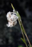 Antennaria dioica