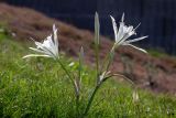 Pancratium maritimum