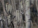 Populus tremula