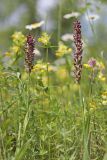 Anacamptis coriophora. Цветущие растения. Крым, Байдарская долина, луг. 06.06.2023.