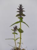 Ajuga genevensis