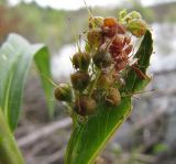 Naumburgia thyrsiflora. Соплодие. Коми, окр. г. Сыктывкар, пос. Пычим, Пычимское озеро (карьер). 21.08.2010.