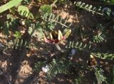 Astragalus berytheus. Верхушка побега с соцветием. Израиль, г. Ашдод, пустырь на песках. 01.03.2011.