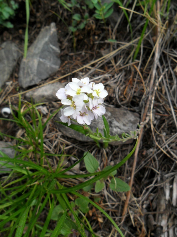 Изображение особи Stevenia incarnata.