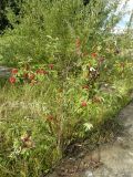 Sambucus racemosa