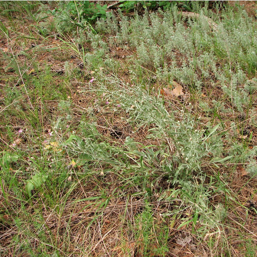 Изображение особи Centaurea majorovii.