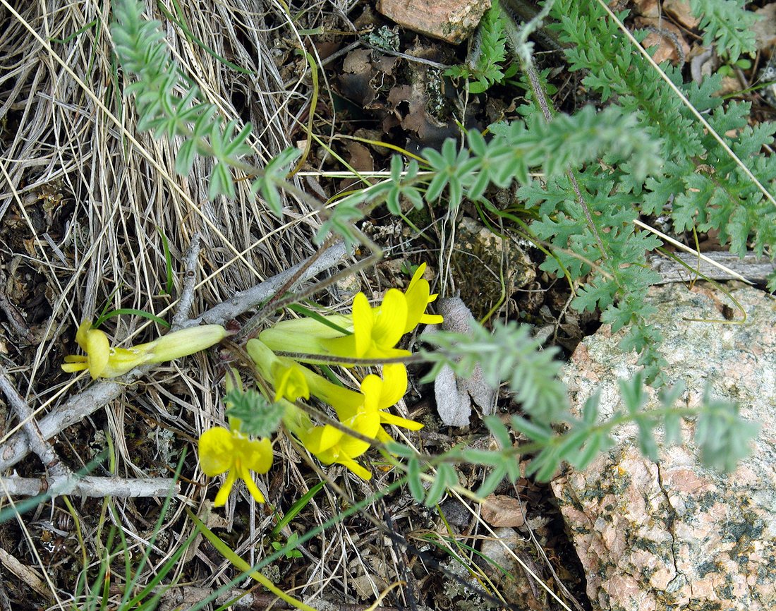 Изображение особи Astragalus alatavicus.