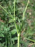 Ranunculus dissectus