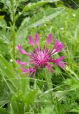 Centaurea fuscomarginata. Соцветие. Крым, гора Северная Демерджи. 2 июня 2012 г.