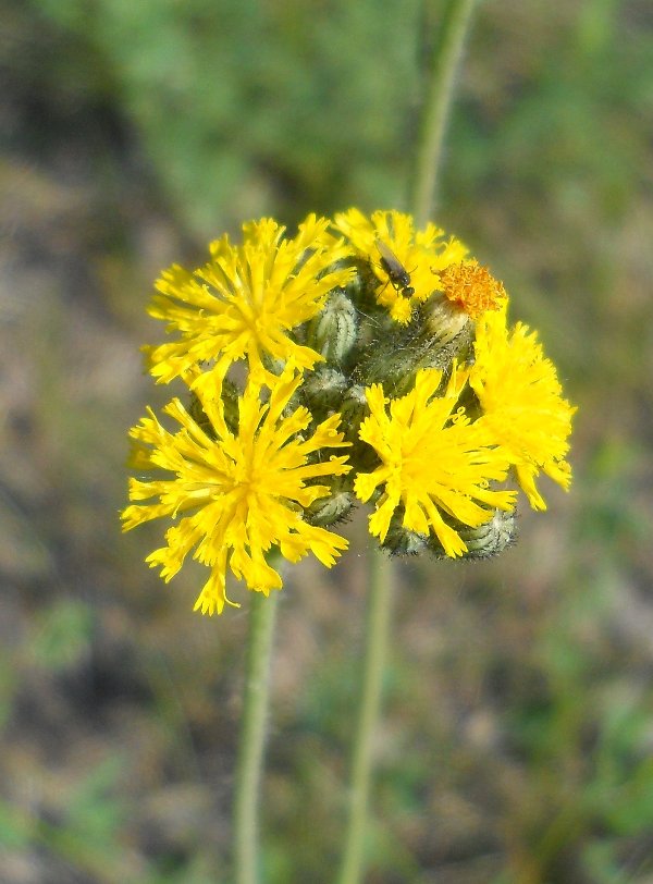 Изображение особи Pilosella novosibirskensis.