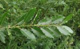 Salix myrsinifolia