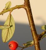 Cotoneaster salicifolius