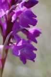 Orchis mascula