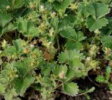 Potentilla megalantha