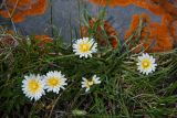 Taraxacum leucanthum