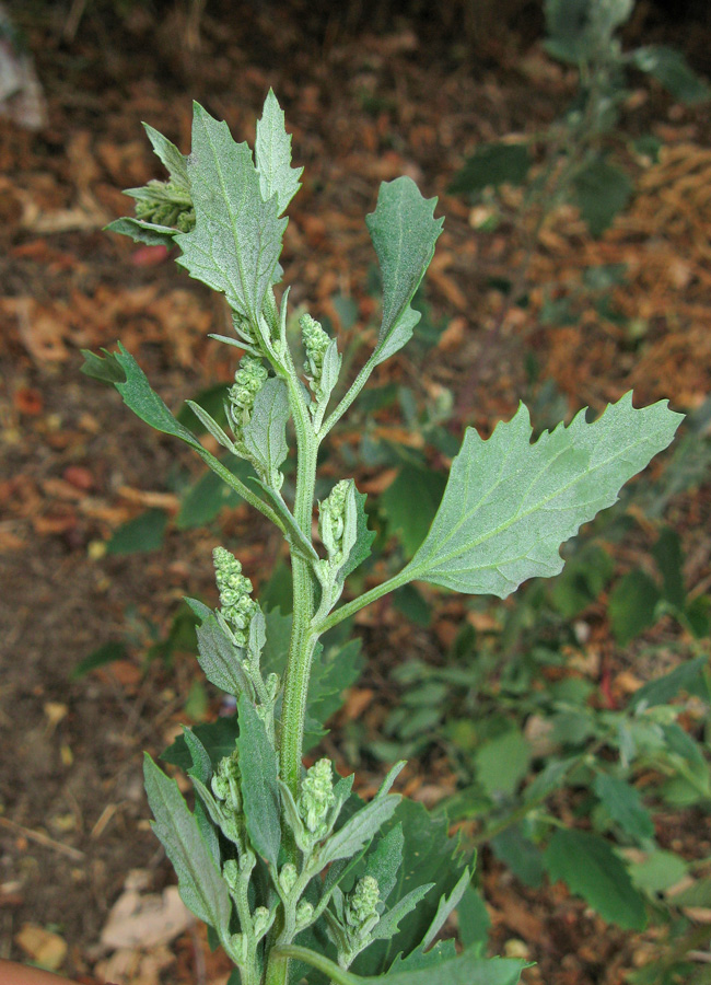 Изображение особи Chenopodium album.