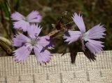 Dianthus pallens. Цветки и вскрывшийся плод. Ростовская обл., Неклиновский р-н, Миусский лиман, окр. хутора Дарагановка, степной склон берега северо-западной экспозиции. 14.08.2012.