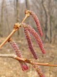 Populus tremula