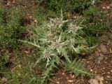 Gundelia tournefortii. Цветущее растение. Израиль, Верхняя Галилея, гора Мерон, 10.05.2014.