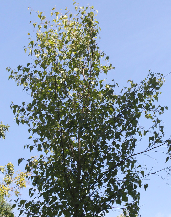 Изображение особи Betula populifolia.