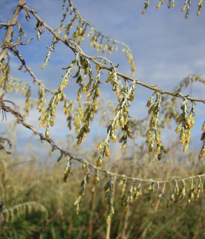 Изображение особи Artemisia santonicum.