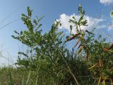 Caragana microphylla