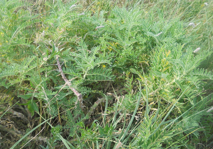 Изображение особи Astragalus sieversianus.