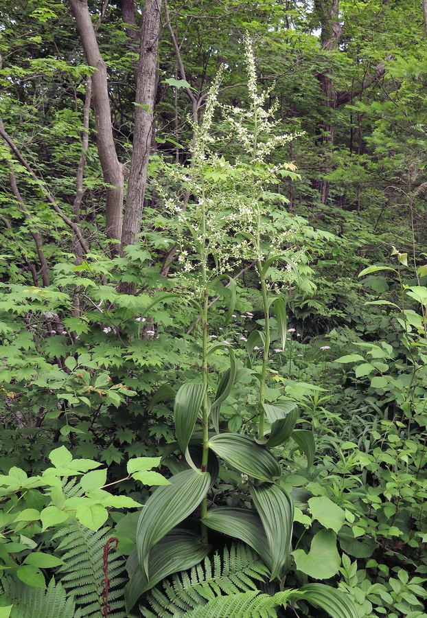 Изображение особи Veratrum dahuricum.