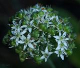 Allium ramosum