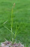 Carex arnellii