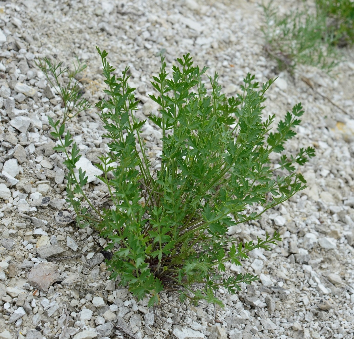 Изображение особи Pimpinella tragium.