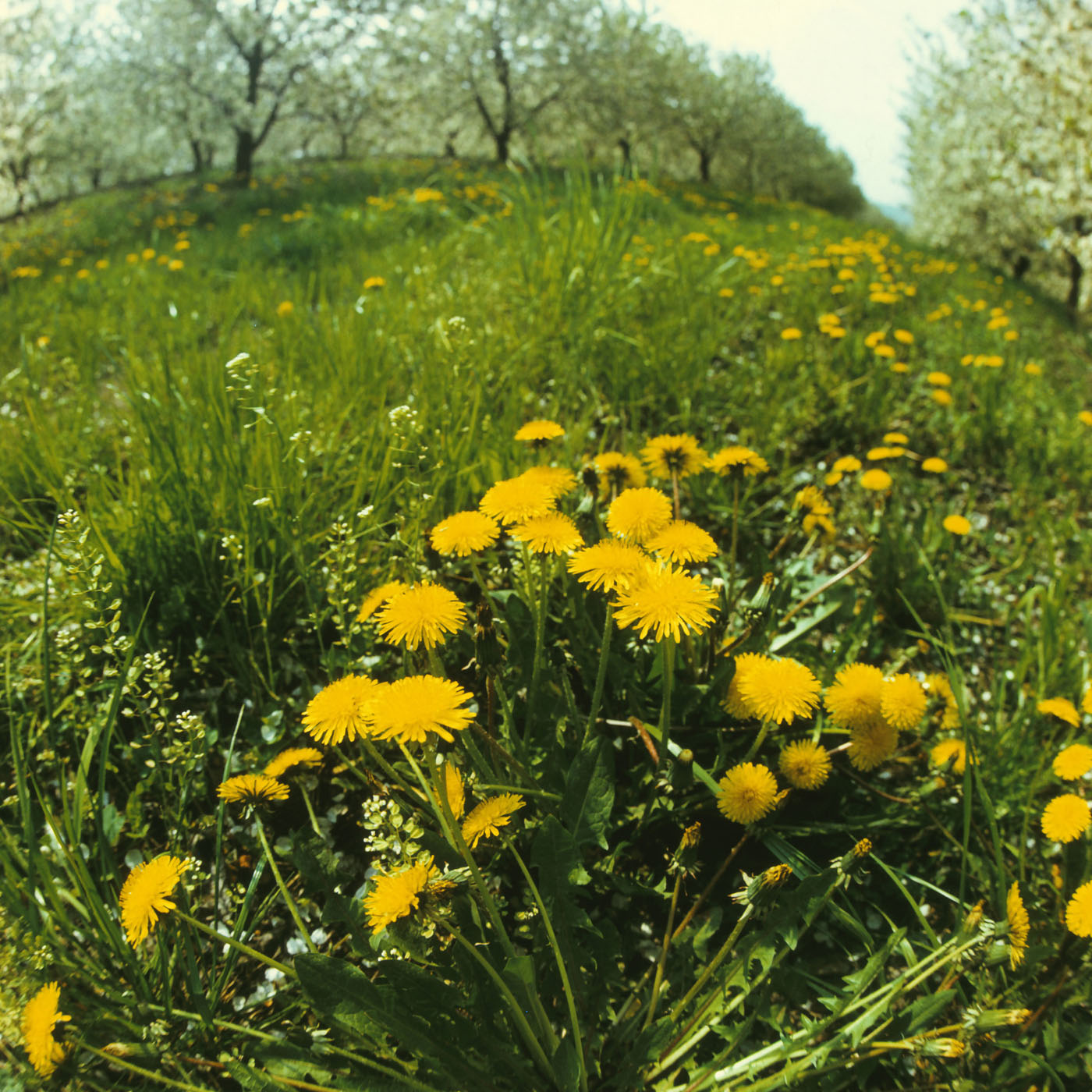 Изображение особи Taraxacum officinale.