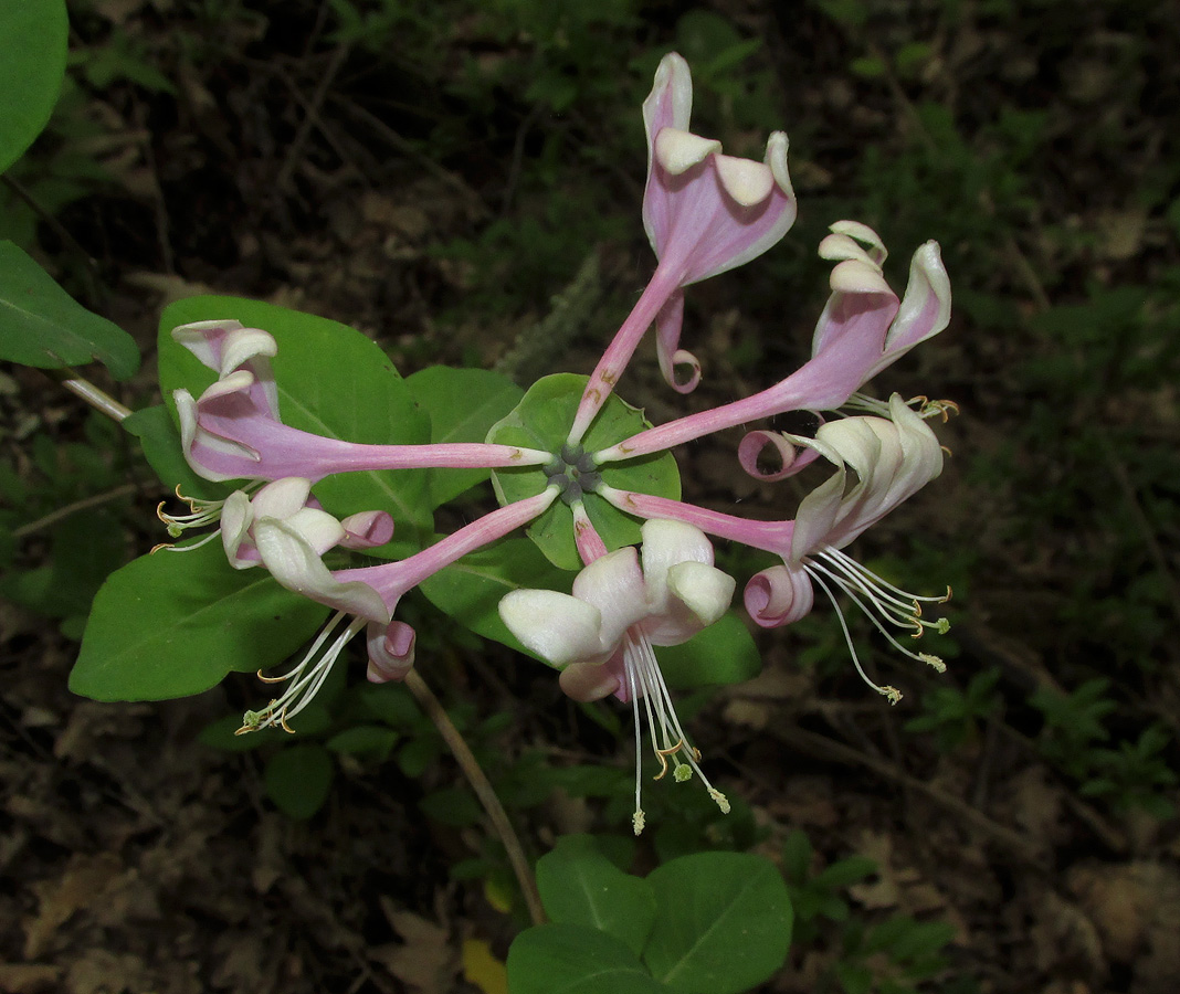 Изображение особи Lonicera caprifolium.