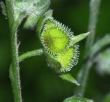 Cynoglossum officinale